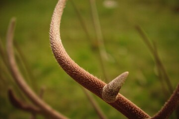 Detailed view of a magnificent mammal's fur and horn in a natural setting
