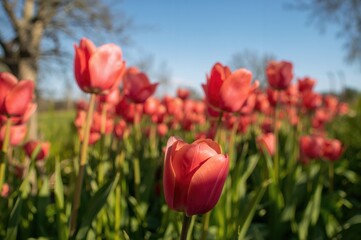 Fototapeta premium Close-up of a vibrant red tulip meadow