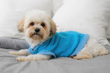 Adorable canine in a cozy blue jumper resting on a soft grey cushion