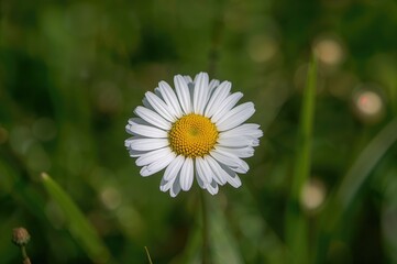 Close-up of a chamomile flower bud in a sunny natural setting. A vivid and cheerful summer nature scene. Macro shot of a white-petaled flower.