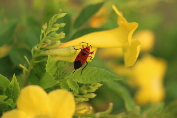 Red cotton bug on a yellow trumpet, insect