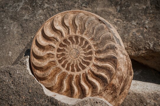 Detailed view of Jurassic-era ammonite fossil patterns from a mountainous region