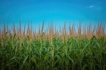 Obraz premium Field of dried corn stalks beneath a gradient bright blue sky
