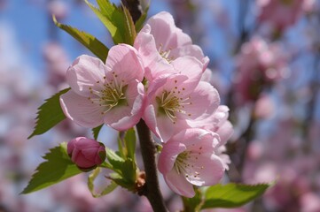 Fototapeta premium Close-up view of tender pink Crab apple flowers releasing a subtle floral fragrance in full spring bloom, mid May