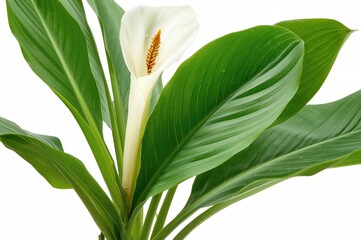 Fototapeta premium Leaves of the vanilla orchid plant, called flat-leaved vanilla, source of vanilla spice, isolated on white background