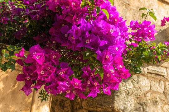 Vibrant paper flowers inspired by bougainvillea in shades of violet and purple