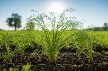 Obraz premium Branches of carrot plants growing in agricultural fields