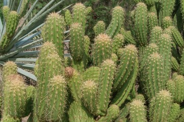 Detailed view of Cane Cholla - Botanical Name: Cylindropuntia imbricata