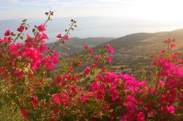 Blooming Bougainvillea Outdoors