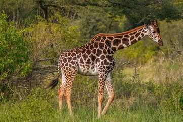 Obraz premium Wild giraffe roaming freely in a natural wildlife sanctuary