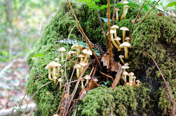 Gros plan sur un champignon dans une forêt à l'automne