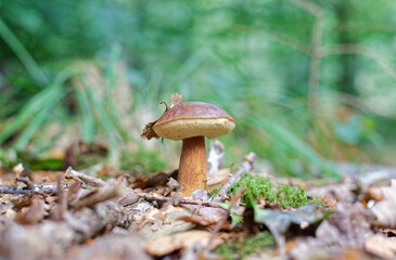 gros plan sur un cepe