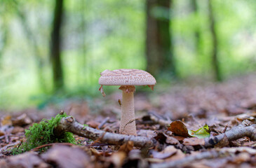 Gros plan sur un champignon dans une forêt à l'automne