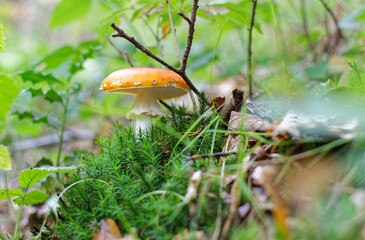 Gros plan sur un champignon dans une forêt à l'automne