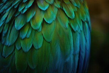 Obraz premium Detailed view of vibrant feather patterns