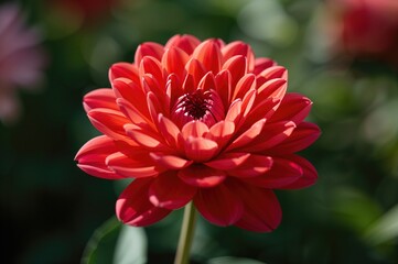 Radiant blossoms sway under the sun, weaving a colorful and elegant display.