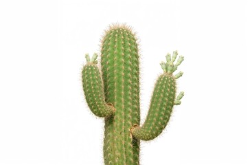 Naklejka premium Green cactus set against a white background