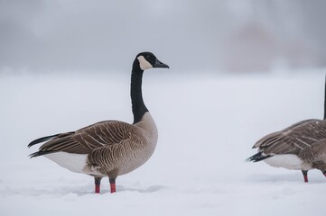 Fototapeta premium Snow-covered Canadian geese captured in a photograph