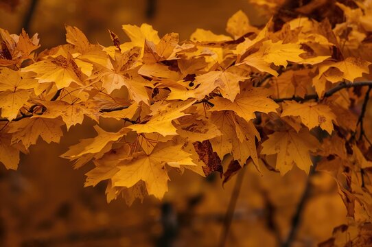Detailed view of yellow and brown walnut tree foliage in fall