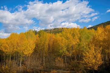 South Ridge of Cimarron with vibrant yellow and green Aspen leaves during autumn, under a bright, partly cloudy sky