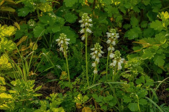Flowers of Porophyllum ellipticum var. ruderale, commonly known as Bolivian coriander