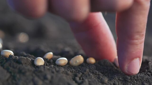 Planting seed row by hand placing corn kernel into dark soil for germination and sowing showing finger and closeup of kernel and seed in neat agriculture row closeup soil texture under fingertip