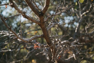 Detailed view of tree limbs