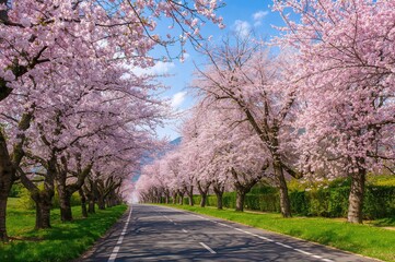 Obraz premium Road Lined with Blooming Cherry Trees