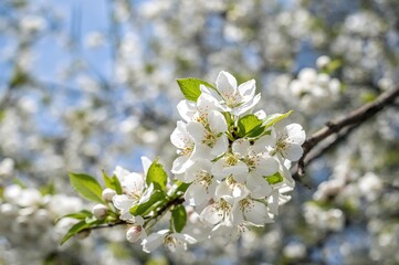 Obraz premium Blurred close-up of blooming spring cherry tree branches with flowers under a sunny blue sky, natural seasonal background.