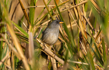 Great Pampa Finch (Embernagra platensis)