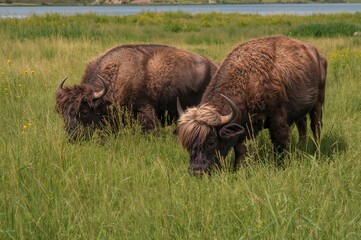Fototapeta premium Buffalo relax while feeding