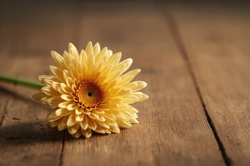 Close-up of a chrysanthemum resting on a rustic wooden surface with gentle lighting and ample empty space