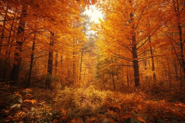 Fototapeta premium Golden autumn trees with vibrant orange leaves in a forest setting