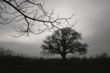 Silhouette of a Hanging Branch Against a Cloudy Sky in Black and White