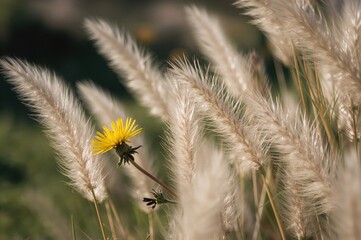 Obraz premium Detailed View of a Dandelion Among Tall Grass