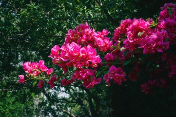 Vibrant and lush bougainvillea blossoms showcasing stunning colors