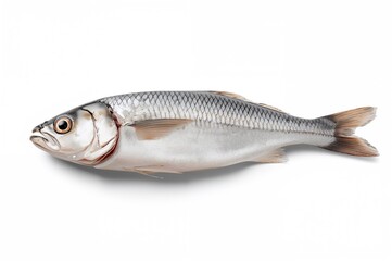 Deheaded Mackerel Fish Prepared for Consumption on a White Backdrop