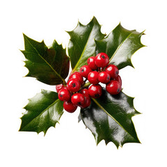 A sprig of holly with red berries and green leaves isolated on transparent background