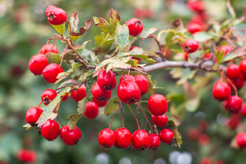 Hawthorn berries, blood-red hawthorn (Crataegus sanguinea)