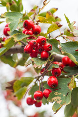 Hawthorn berries, blood-red hawthorn (Crataegus sanguinea)