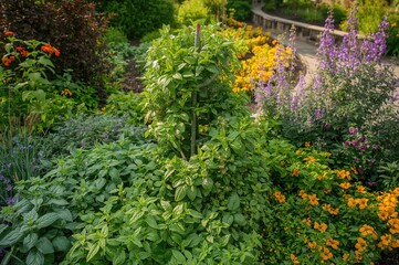 Fototapeta premium Garden herb spiral featuring vibrant herbs and blossoms