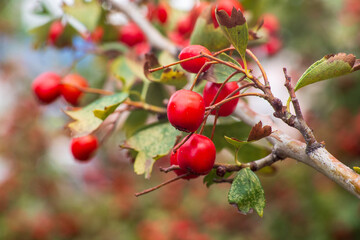 Hawthorn berries, blood-red hawthorn (Crataegus sanguinea)