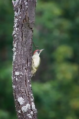 A European green woodpecker (Picus viridis) peeking from behind a mossy tree trunk. Common bird species in the Czech Republic.