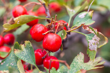 Hawthorn berries, blood-red hawthorn (Crataegus sanguinea)