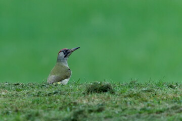 The green woodpecker stands alert in a grassy meadow with a soft green background. This bird species is common in the Czech Republic.