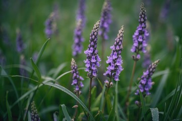 Obraz premium Close-up of vibrant violet wild blossoms amidst green foliage. Macro photography of delicate petals, stems, and leaves in a spring garden setting.