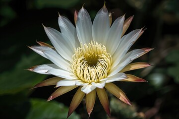 Wiku Flower (Disocactus anguliger) Cactus Plant with White Blossoms in Nature