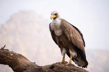 Neophron Percnopterus, the Egyptian Vulture, inside a bird enclosure