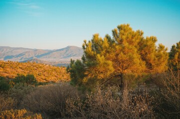 Aleppo pine standing tall in a Mediterranean scrubland within a coastal park