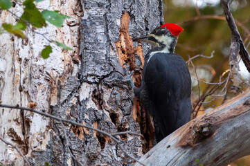 Helmspecht (Dryocopus Pileatus) auf Nahrungssuche